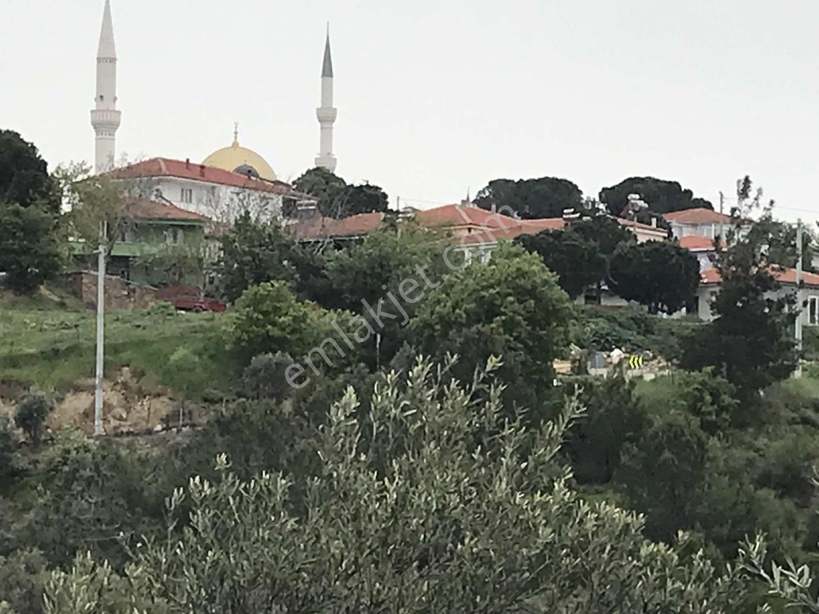 Uçardan Anayol Cepheli Yerleşime Yakın Satılık Zeytinlik
