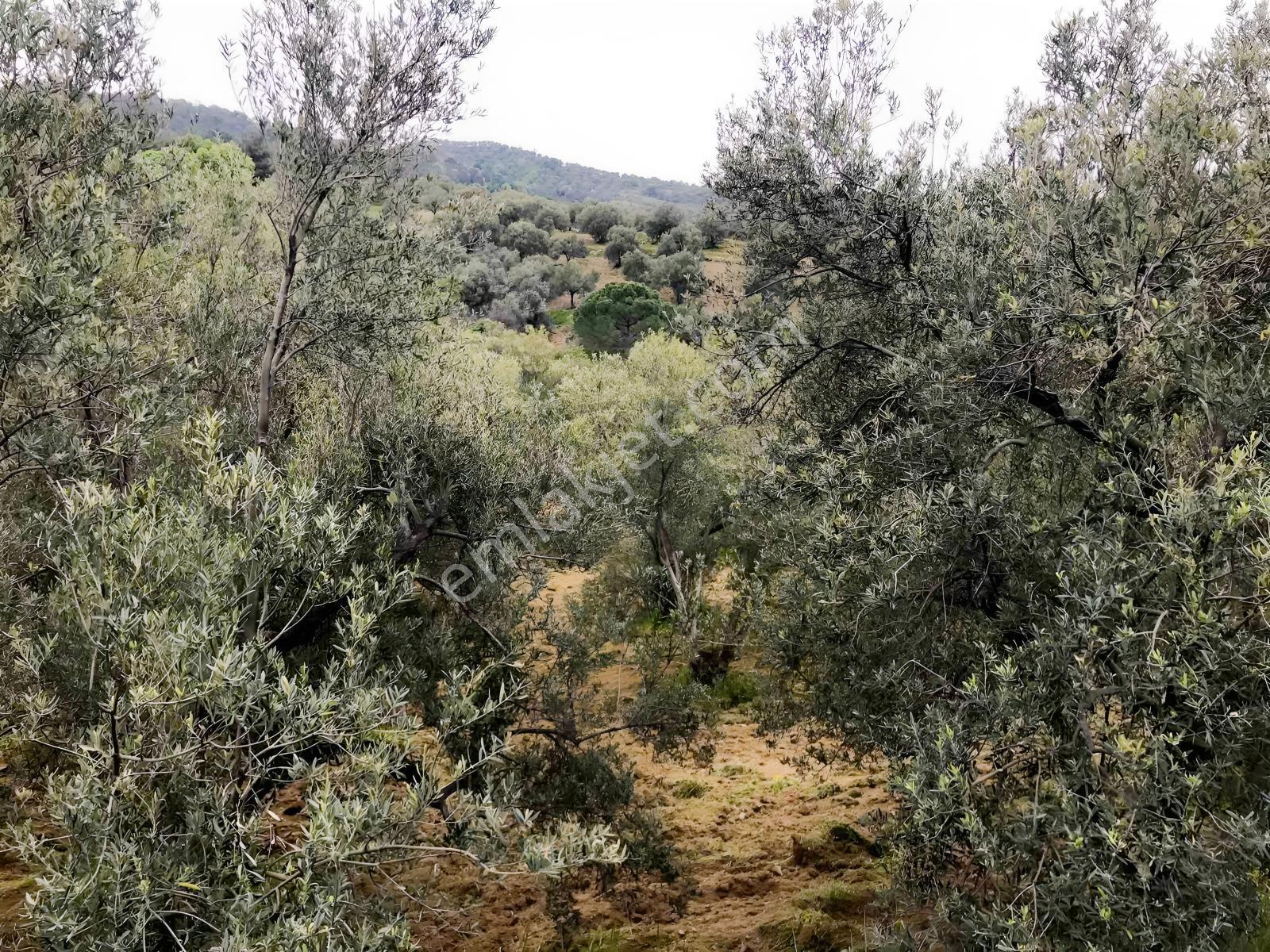 Uçardan Anayol Cepheli Yerleşime Yakın Satılık Zeytinlik - Görsel 10