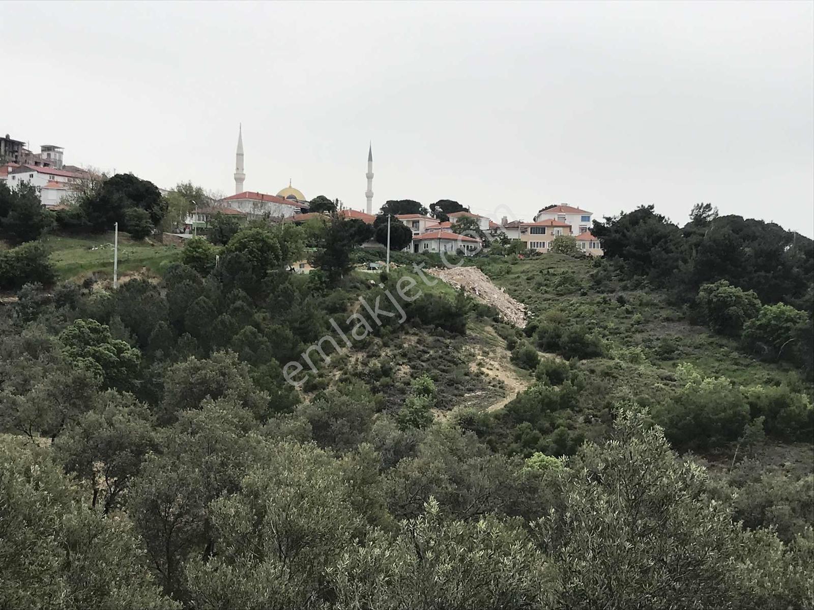 Uçardan Anayol Cepheli Yerleşime Yakın Satılık Zeytinlik - Görsel 6