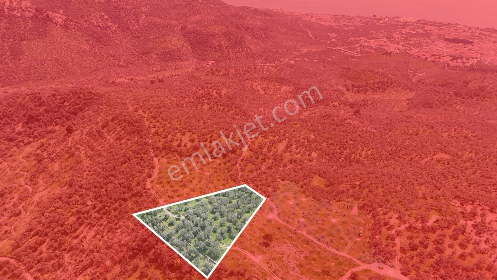 Küçükkuyuda Deniz Manzaralı 4.635 M² Kadastro Yola Cepheli - Görsel 10