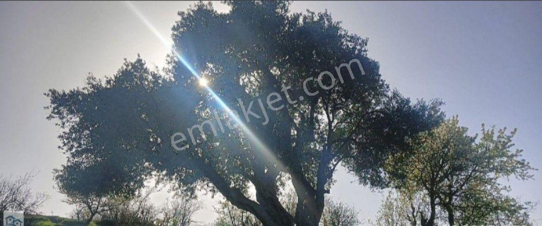 İzmir, Kınık, Büyükoba'da Satılık Tarlalar - Görsel 12
