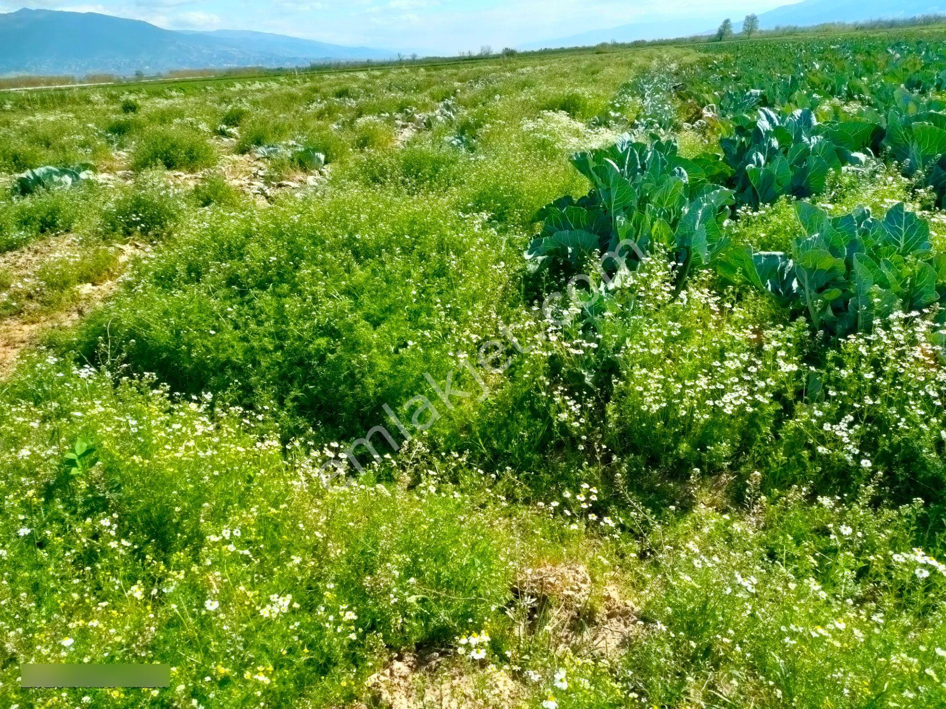 Sümer Mah De Satılık Sulak Ve Verimli Tarla - Görsel 8