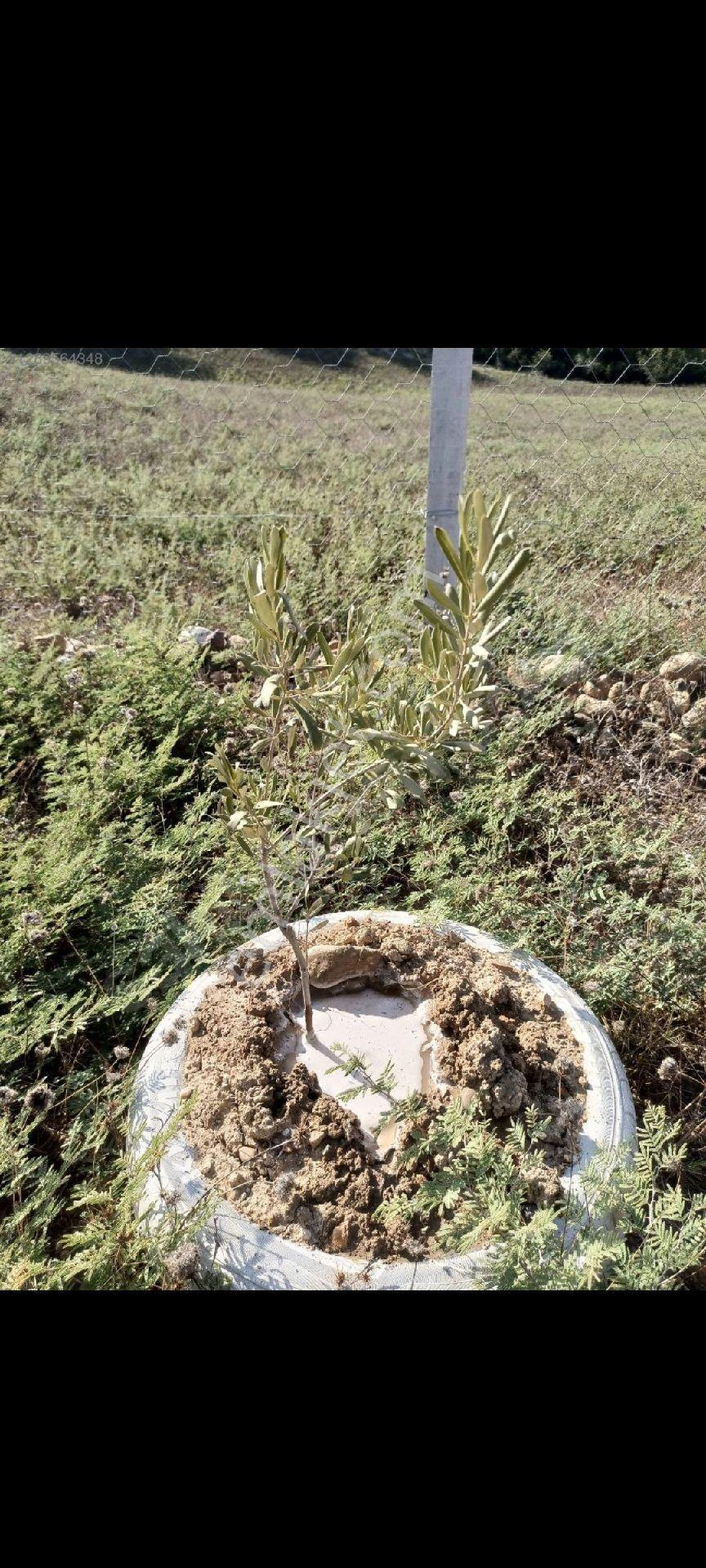 Sarıçam Stadyum Civarı 250m² Çınarlı Mah Ana Yola 200 M² - Görsel 5