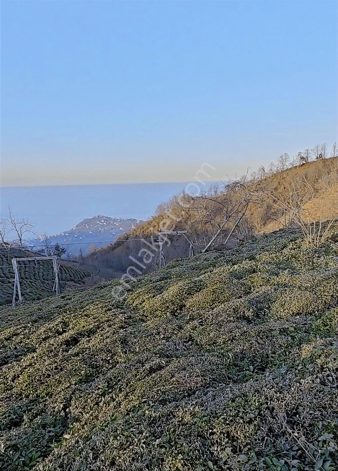 Trabzon Sürmene Ortamahallenin Eşsiz Denizvedoğamanzaralı Arsası - Görsel 2