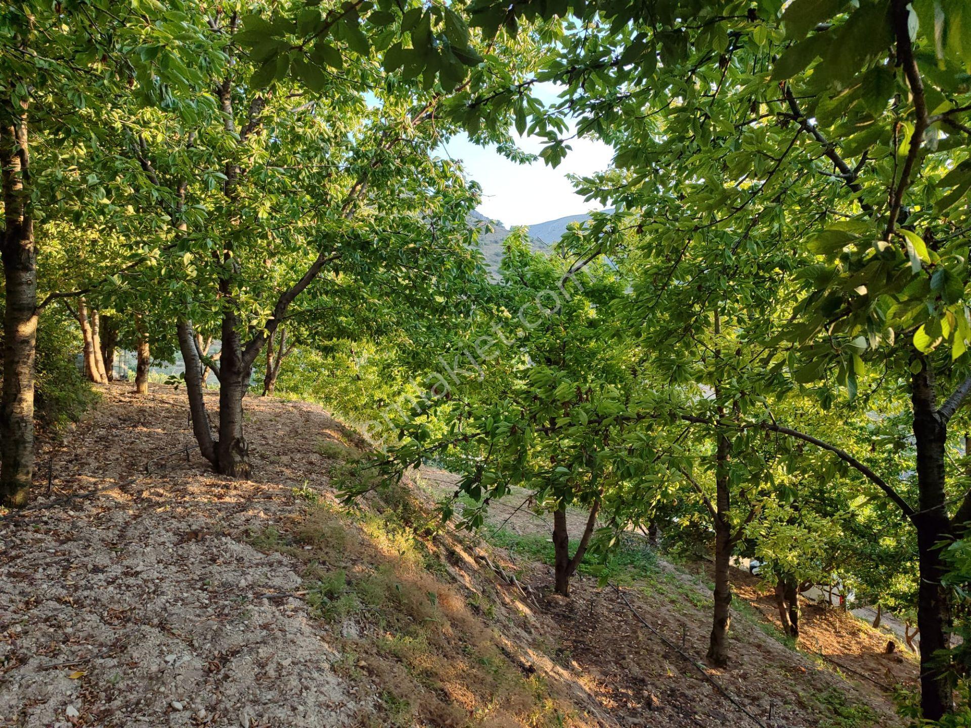Pex Anka'dan Gündüzbey'de Satılık 3.750 M² Arsa Vasfında Bahçe - Görsel 14