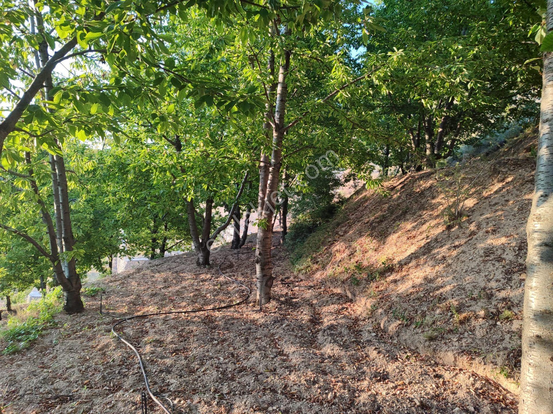 Pex Anka'dan Gündüzbey'de Satılık 3.750 M² Arsa Vasfında Bahçe - Görsel 13
