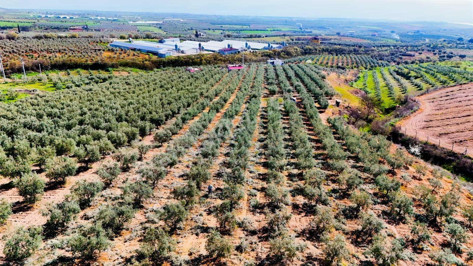 Salihli İğdecik'te Satılık 13031 M2 Zeytinlik (elektrik-su-ev) - Görsel 8