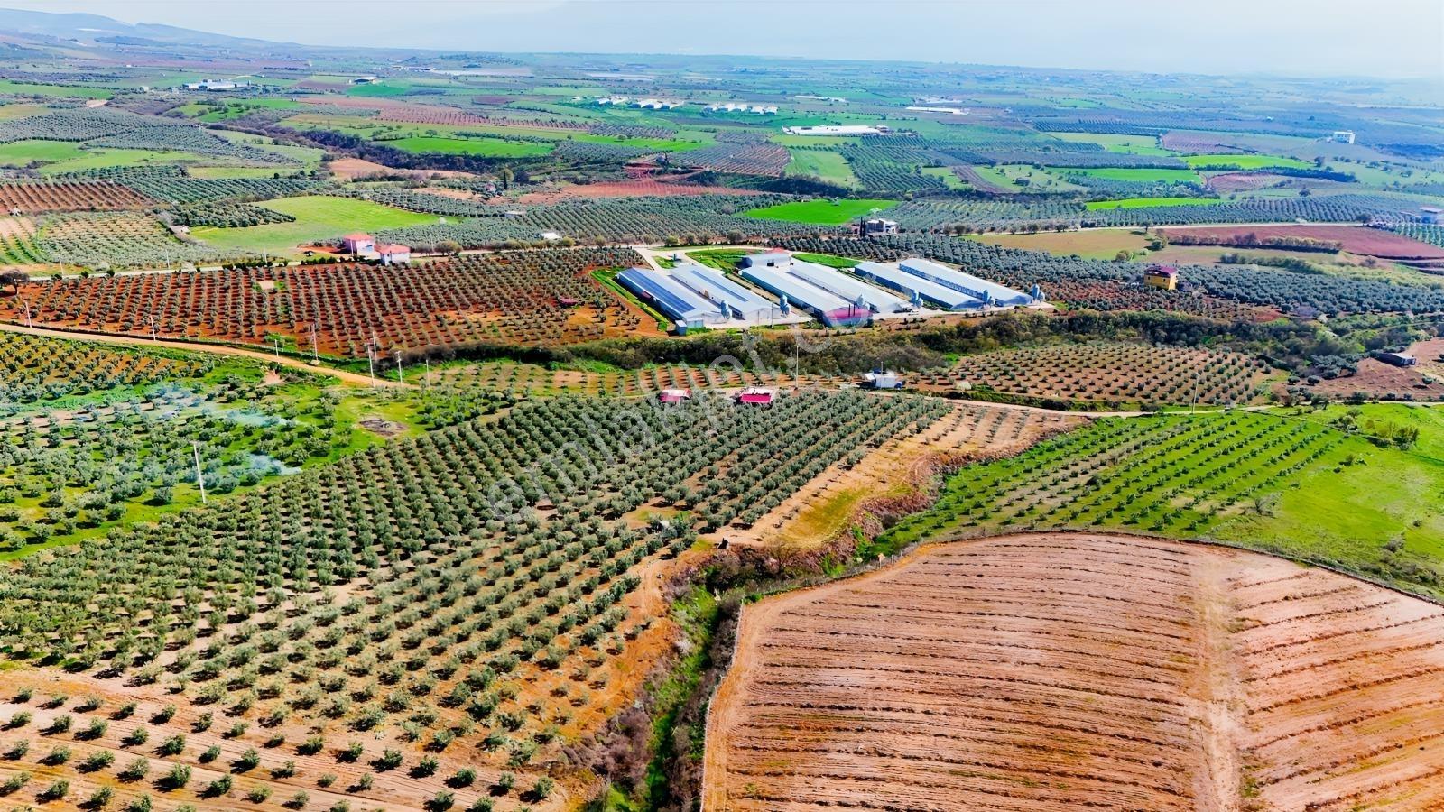 Salihli İğdecik'te Satılık 13031 M2 Zeytinlik (elektrik-su-ev) - Görsel 25