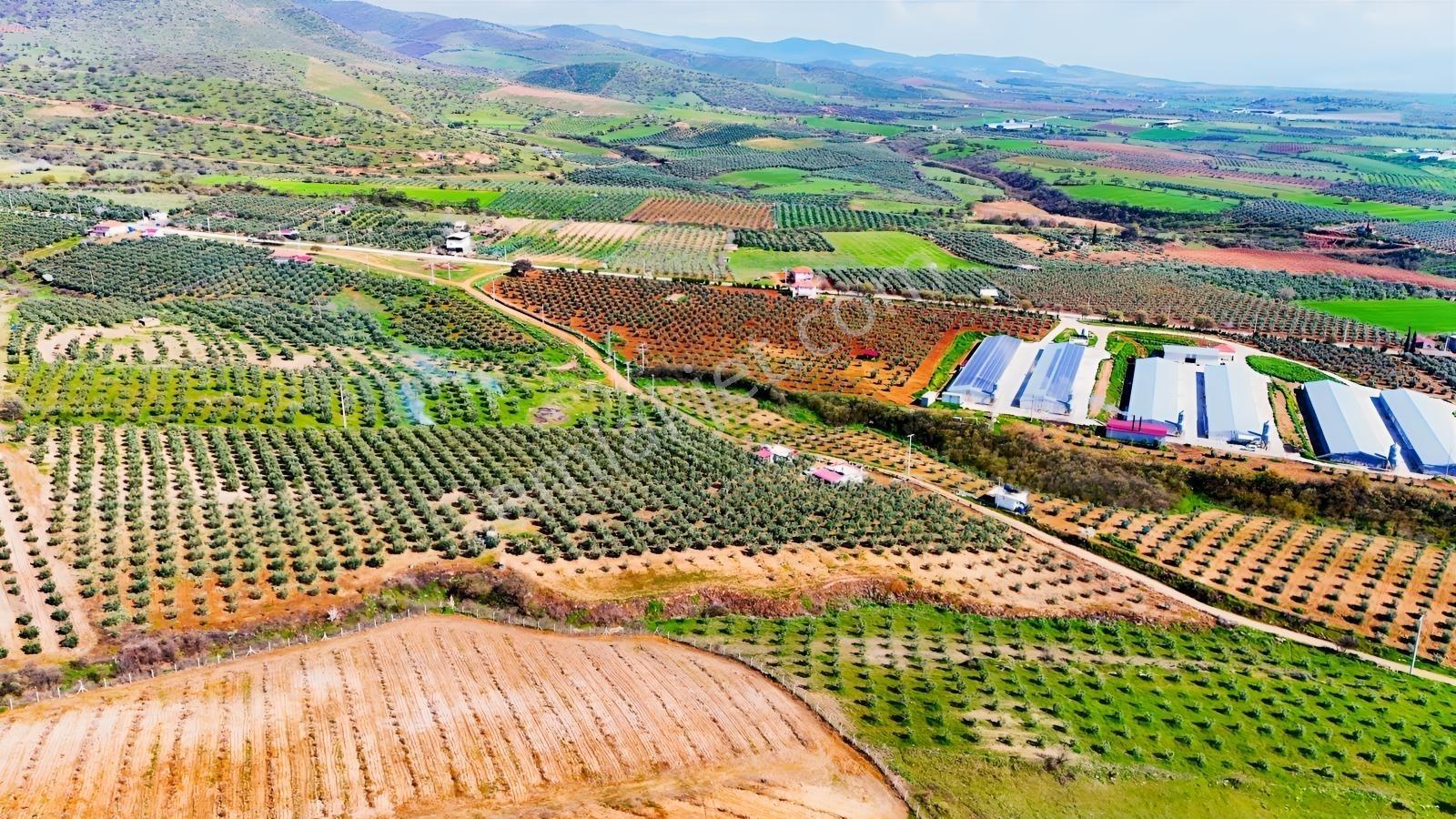 Salihli İğdecik'te Satılık 13031 M2 Zeytinlik (elektrik-su-ev) - Görsel 26