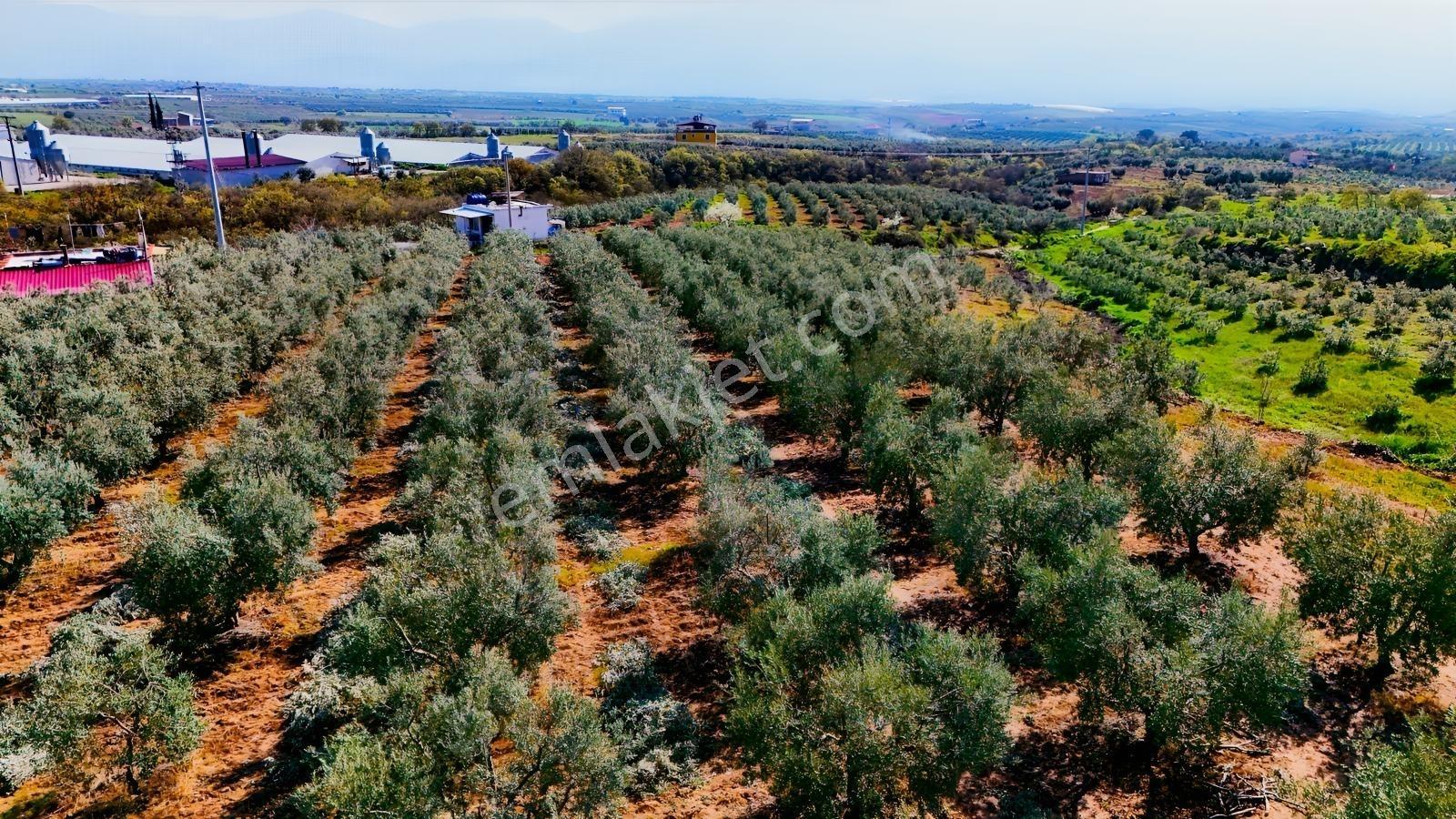 Salihli İğdecik'te Satılık 13031 M2 Zeytinlik (elektrik-su-ev) - Görsel 14