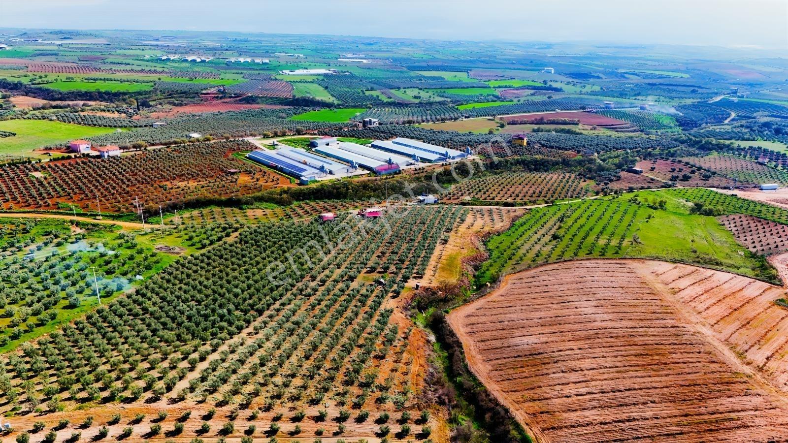 Salihli İğdecik'te Satılık 13031 M2 Zeytinlik (elektrik-su-ev) - Görsel 24