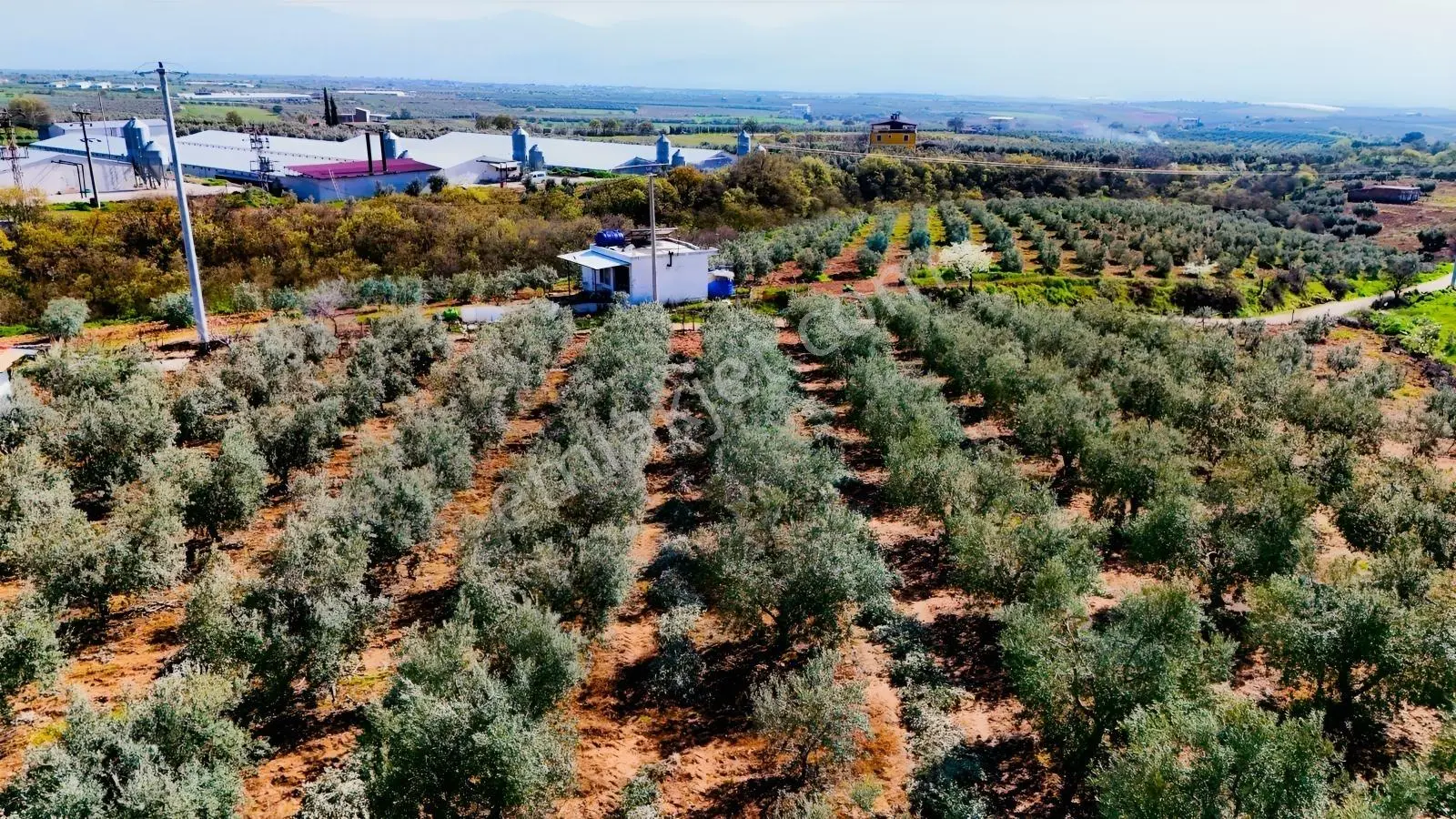 Salihli İğdecik'te Satılık 13031 M2 Zeytinlik (elektrik-su-ev) - Görsel 15
