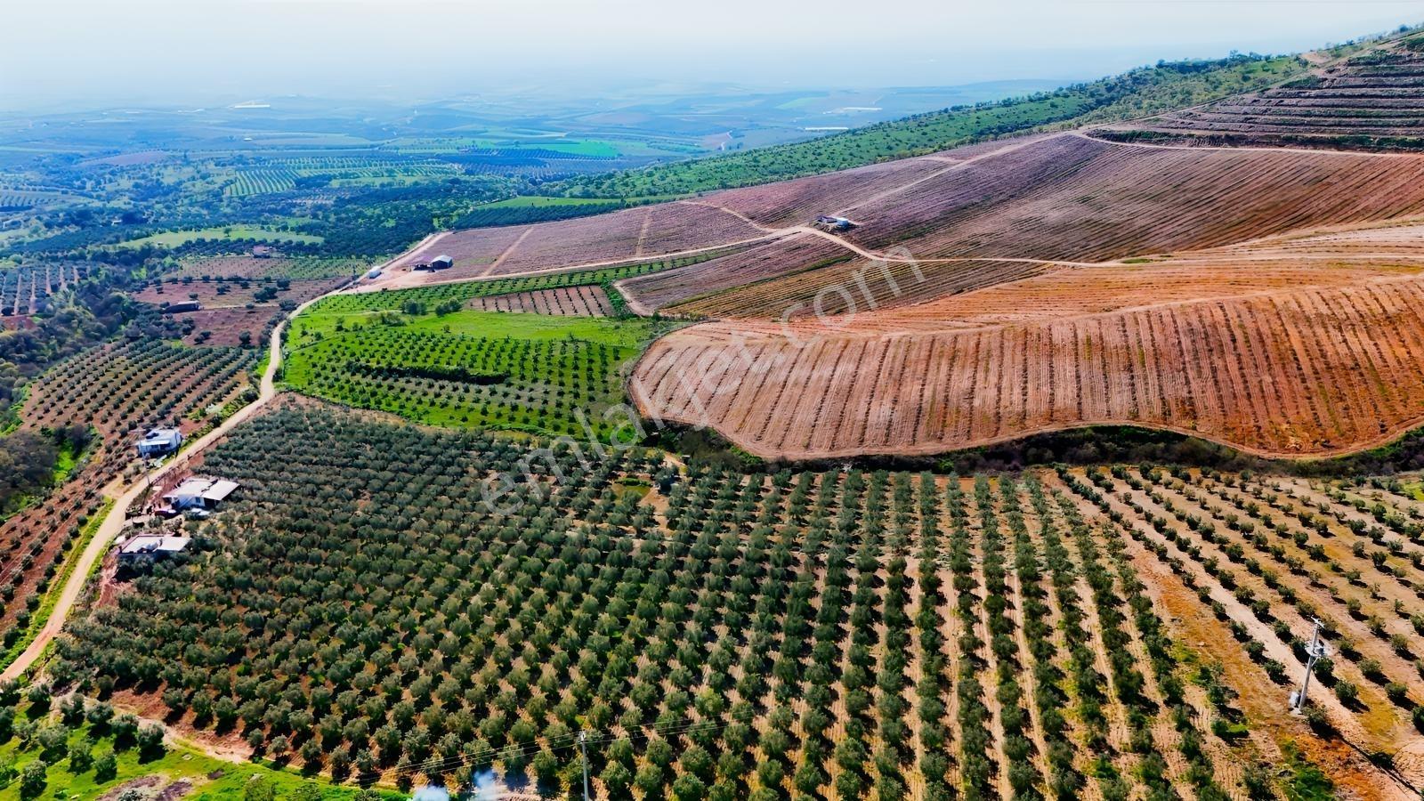 Salihli İğdecik'te Satılık 13031 M2 Zeytinlik (elektrik-su-ev) - Görsel 18
