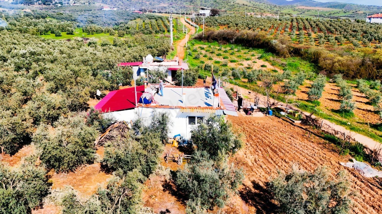 Salihli İğdecik'te Satılık 13031 M2 Zeytinlik (elektrik-su-ev) - Görsel 2