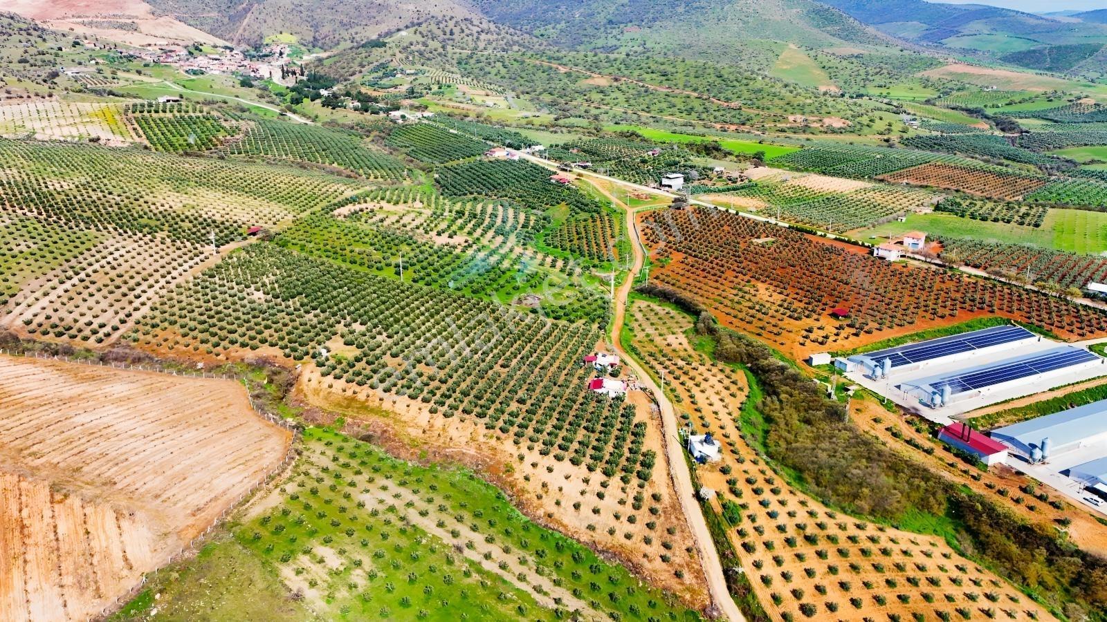 Salihli İğdecik'te Satılık 13031 M2 Zeytinlik (elektrik-su-ev) - Görsel 27