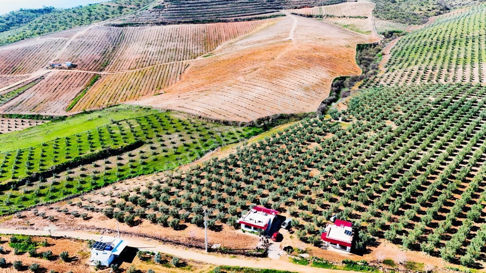 Salihli İğdecik'te Satılık 13031 M2 Zeytinlik (elektrik-su-ev) - Görsel 16