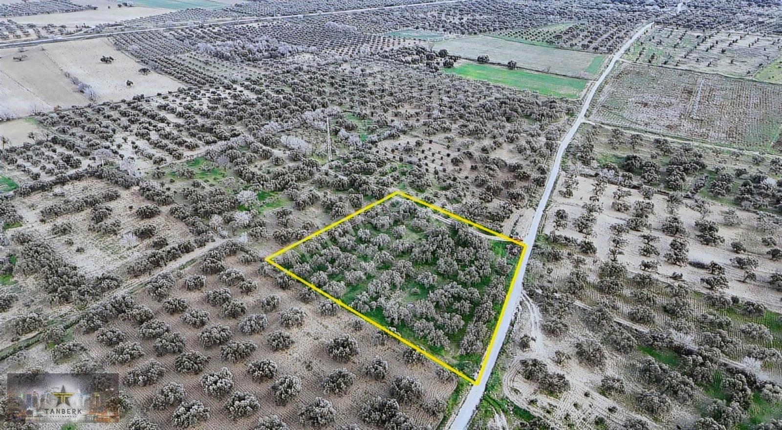 ^tanberk Den Satılık Zeytinlik 4978 M2 Kadastrol Yola Cepheli^ - Görsel 3