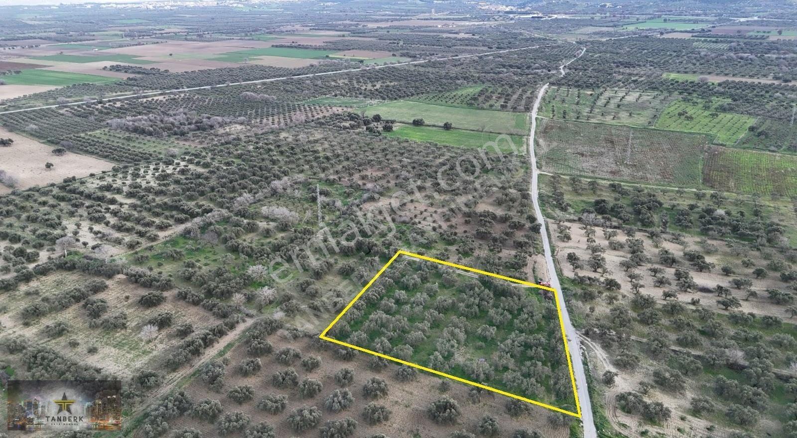 ^tanberk Den Satılık Zeytinlik 4978 M2 Kadastrol Yola Cepheli^ - Görsel 5