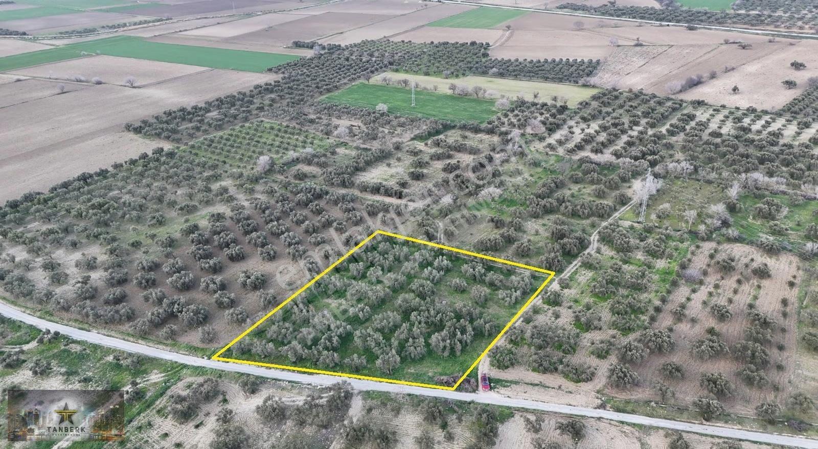 ^tanberk Den Satılık Zeytinlik 4978 M2 Kadastrol Yola Cepheli^ - Görsel 4