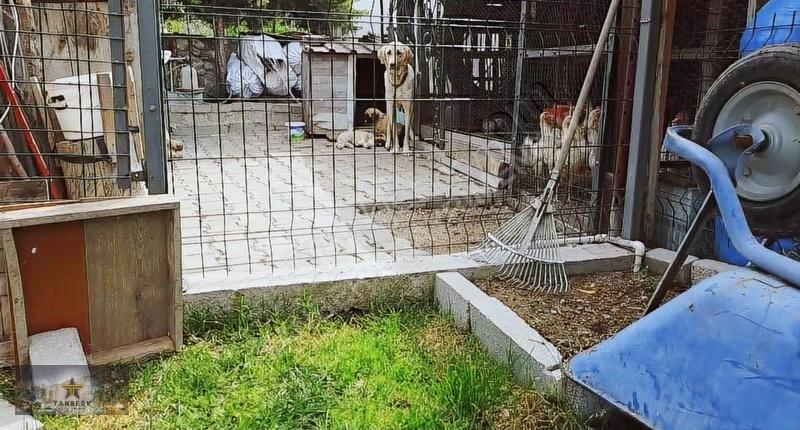 Satılık Hobi Bahçesi Kocaömerli De - Görsel 7