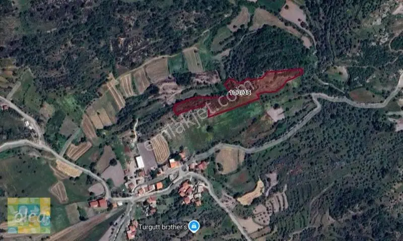 Muğla Milas Çiftlik Mahallesinde Satılık 7957 M2 Zeytinli Tarla - Görsel 2