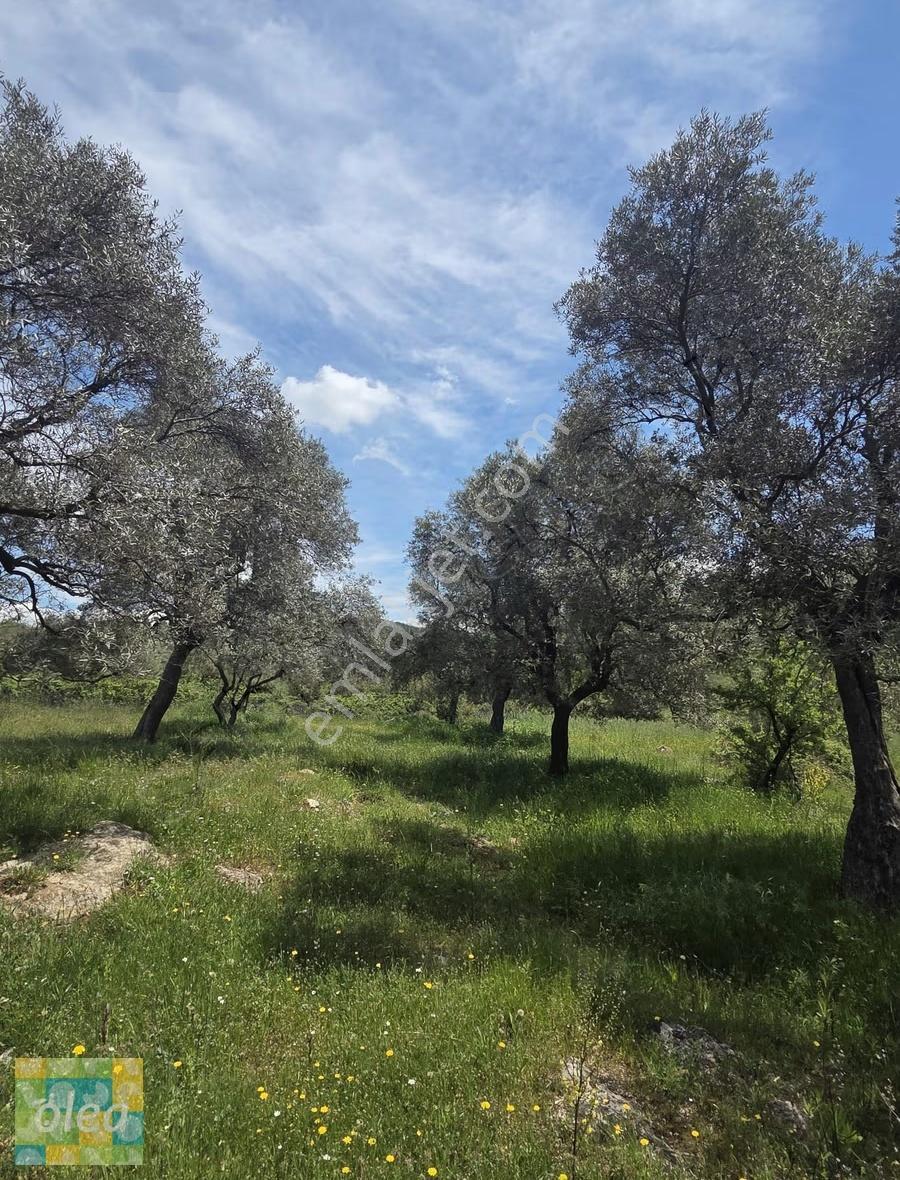 Muğla Milas Çiftlik Mahallesinde Satılık 1549 M2 Tarla - Görsel 8