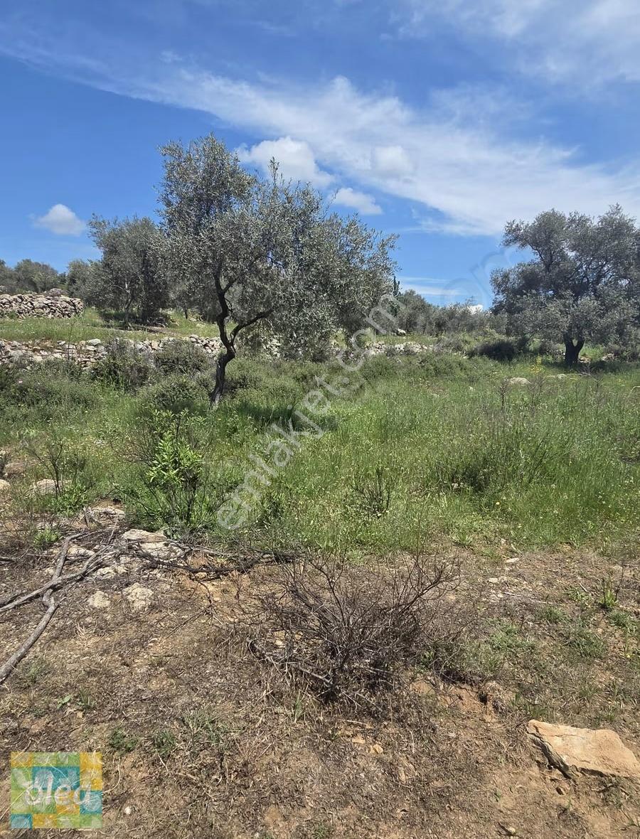 Muğla Milas Çiftlik Mahallesinde Satılık 1549 M2 Tarla - Görsel 6