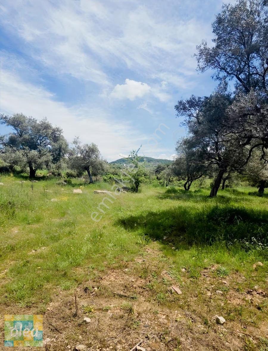 Muğla Milas Çiftlik Mahallesinde Satılık 1549 M2 Tarla - Görsel 5
