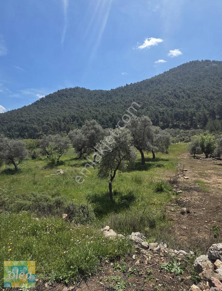 Muğla Milas Çiftlik Mahallesinde Satılık 1549 M2 Tarla - Görsel 18