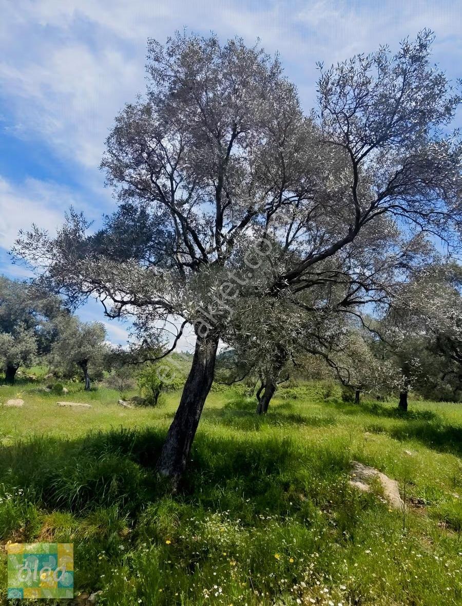 Muğla Milas Çiftlik Mahallesinde Satılık 1549 M2 Tarla - Görsel 9