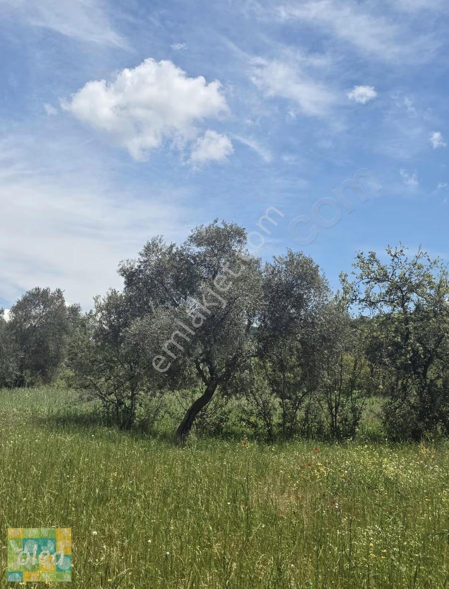 Muğla Milas Çiftlik Mahallesinde Satılık 1549 M2 Tarla - Görsel 12