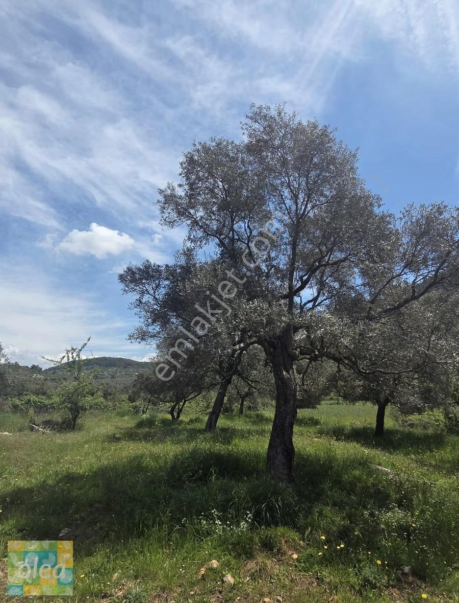 Muğla Milas Çiftlik Mahallesinde Satılık 1549 M2 Tarla - Görsel 4