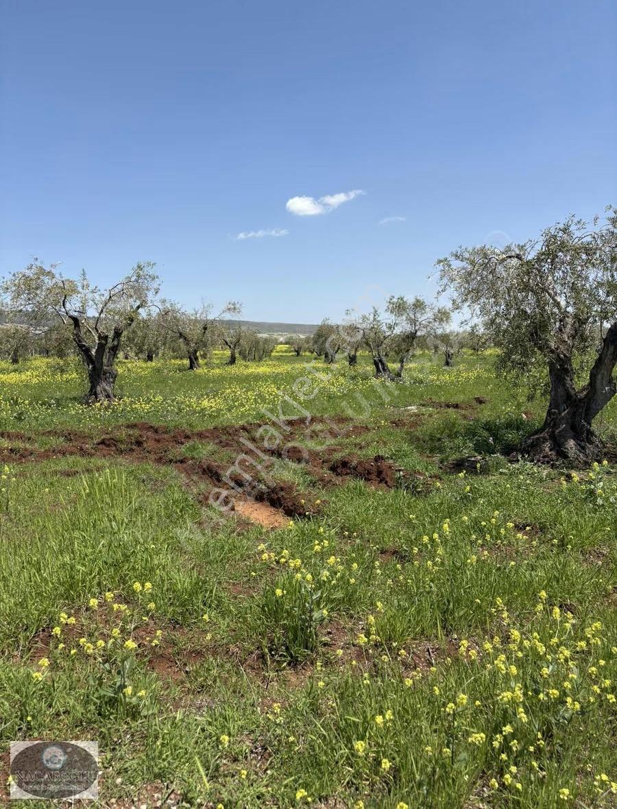 Ncr'den Merkez Tapulu 60ağaç 7.900 M2 Satılık Zeytinlik - Görsel 2