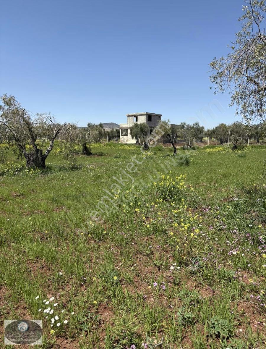 Ncr'den Merkez Tapulu 60ağaç 7.900 M2 Satılık Zeytinlik - Görsel 3