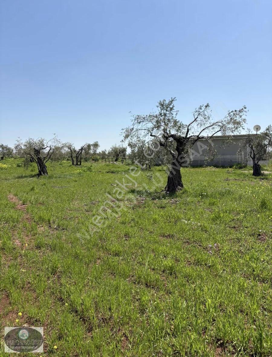 Ncr'den Merkez Tapulu 60ağaç 7.900 M2 Satılık Zeytinlik - Görsel 4
