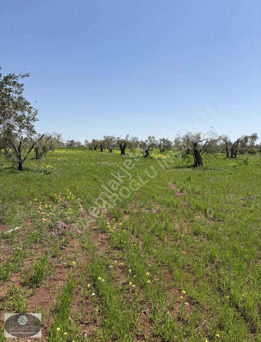 Ncr'den Merkez Tapulu 60ağaç 7.900 M2 Satılık Zeytinlik - Görsel 9