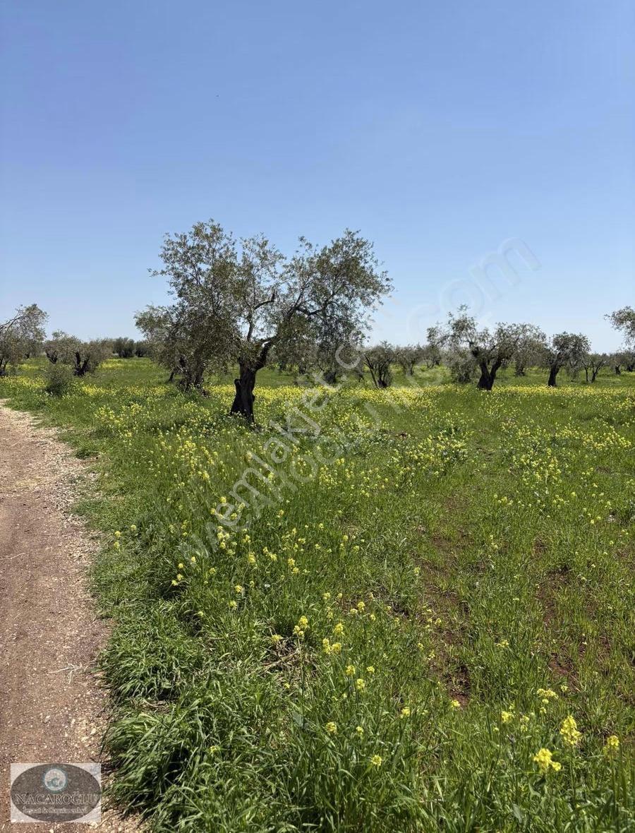 Ncr'den Merkez Tapulu 60ağaç 7.900 M2 Satılık Zeytinlik - Görsel 13
