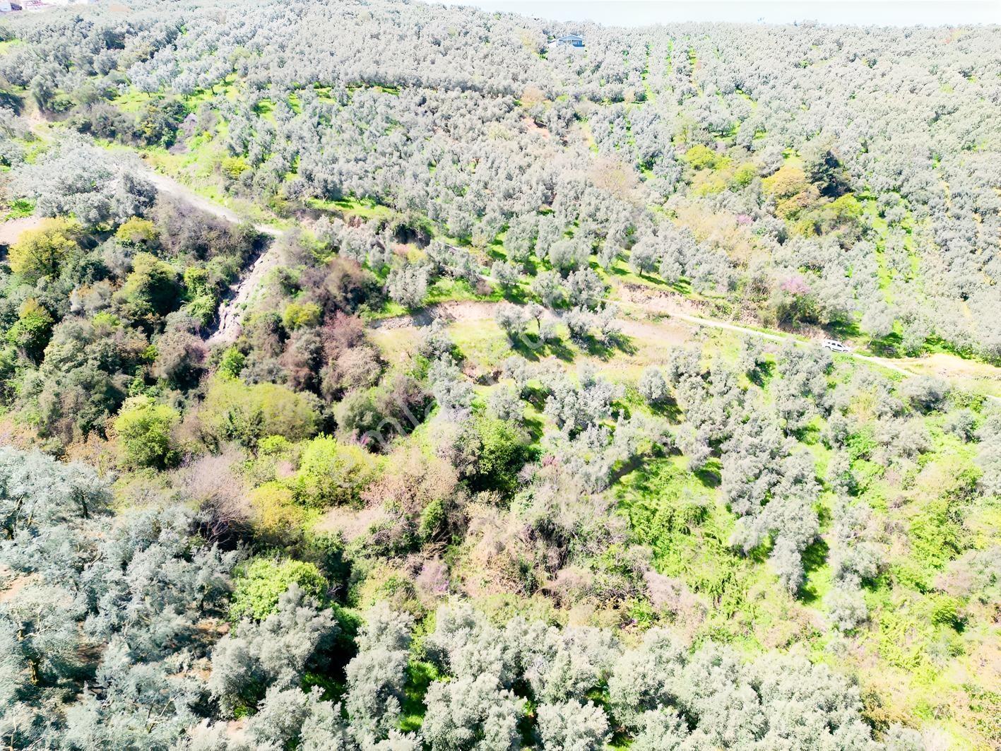İznik Mustafalı'da Göl Manzaralı - 2.438 M² Yatırımlık Arazi - Görsel 12