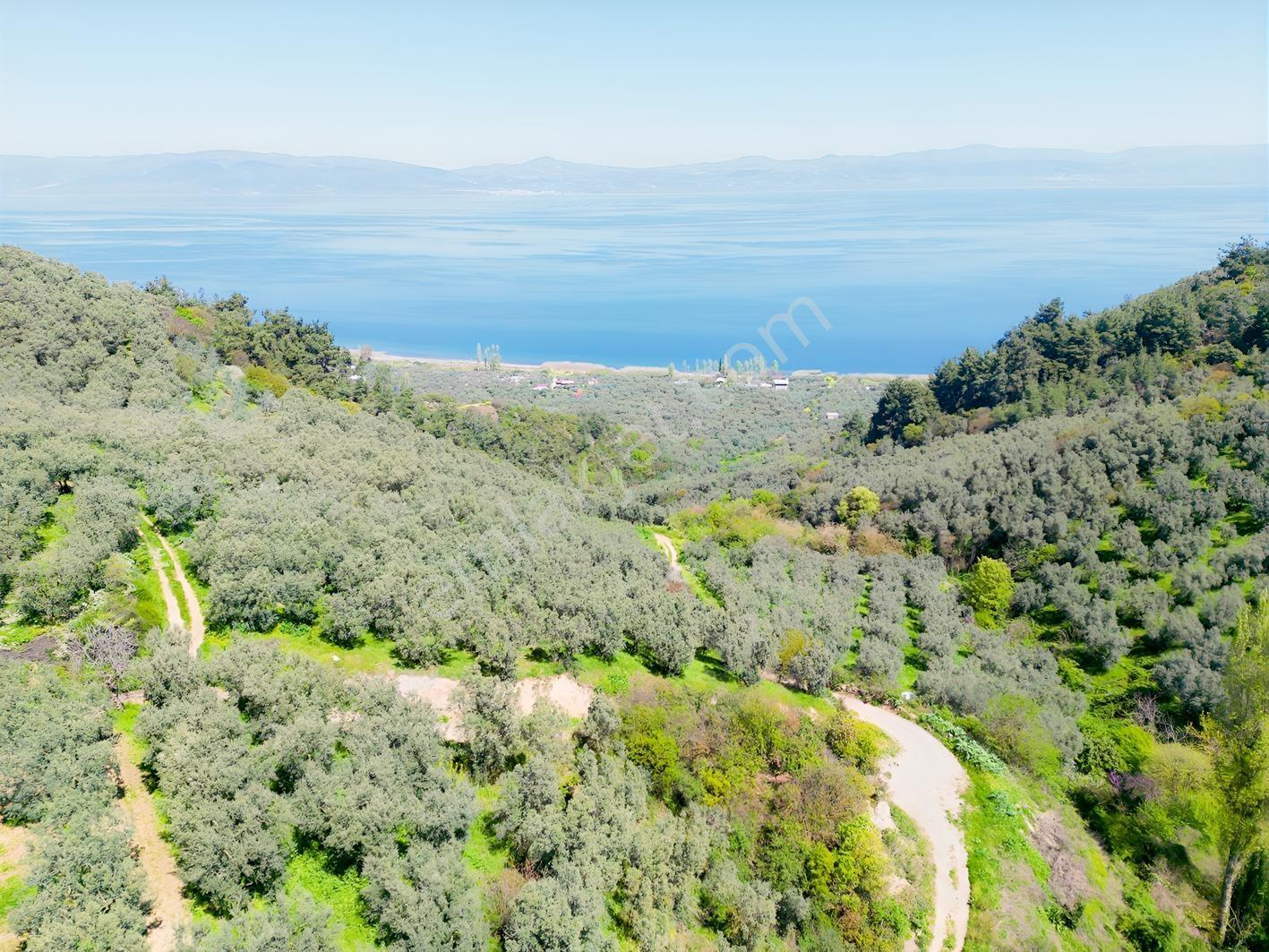 İznik Mustafalı'da Göl Manzaralı - 2.438 M² Yatırımlık Arazi - Görsel 26