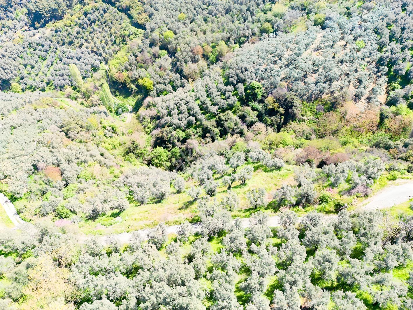 İznik Mustafalı'da Göl Manzaralı - 2.438 M² Yatırımlık Arazi - Görsel 23