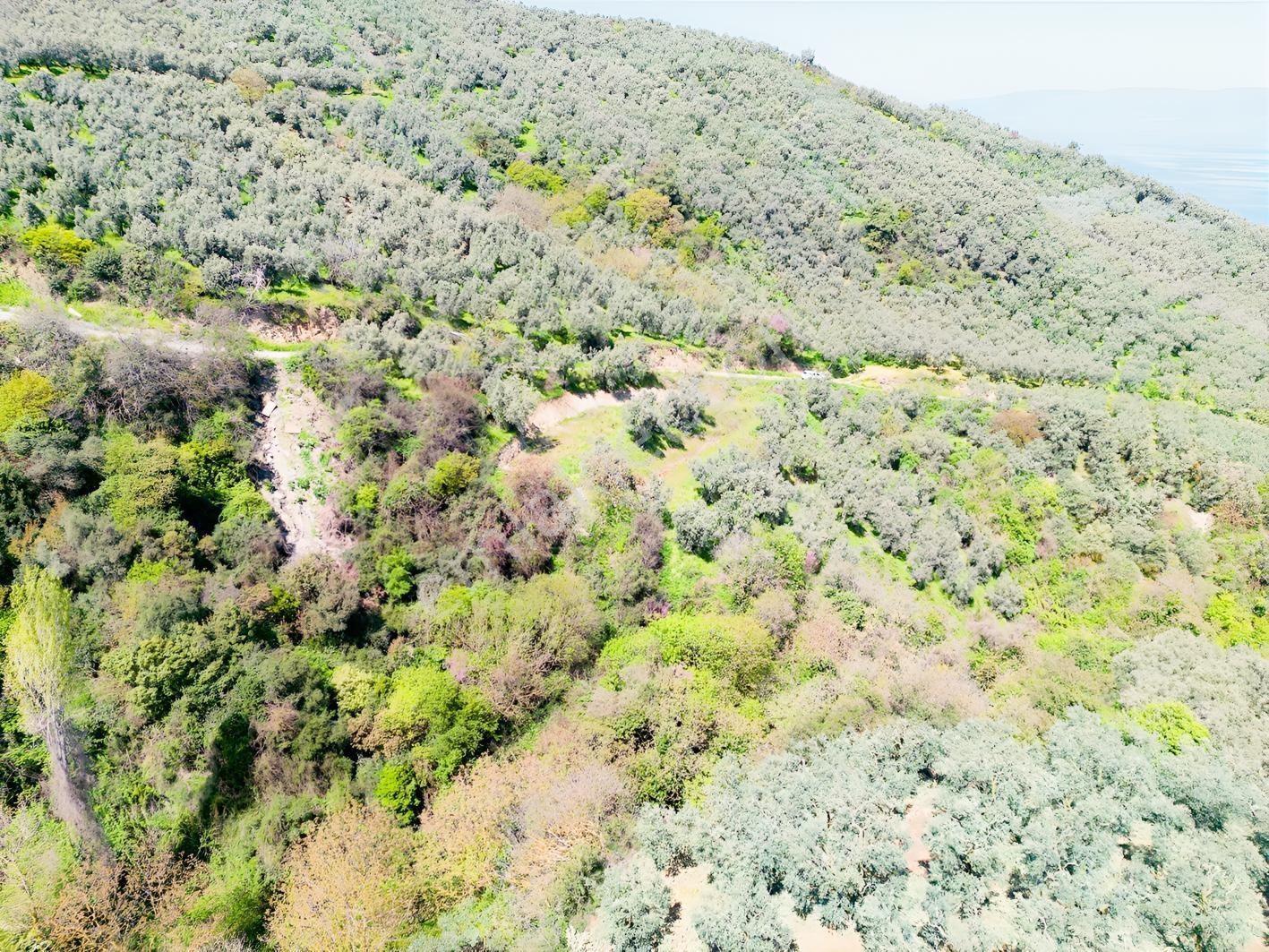 İznik Mustafalı'da Göl Manzaralı - 2.438 M² Yatırımlık Arazi - Görsel 14