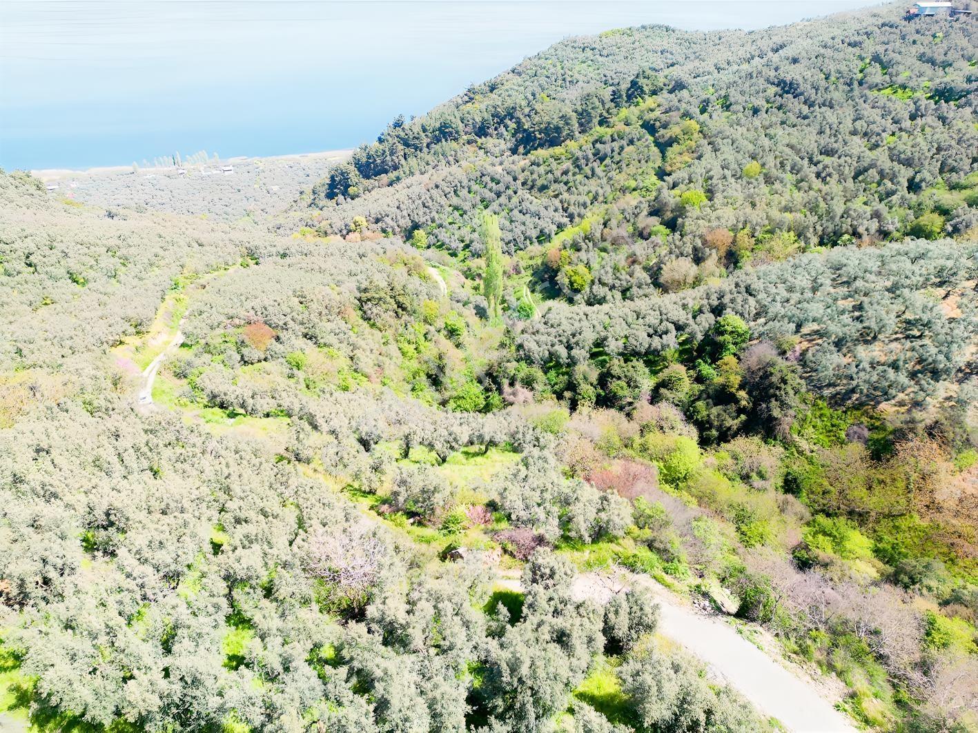 İznik Mustafalı'da Göl Manzaralı - 2.438 M² Yatırımlık Arazi - Görsel 22