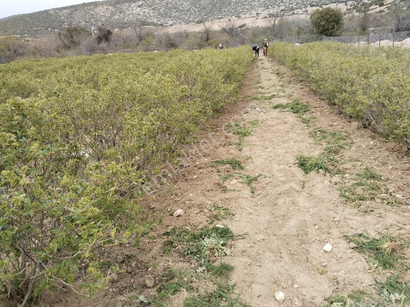 Kocabıyık Gayrimenkul'den Satılık Isparta Gül Bahçesi - Görsel 2