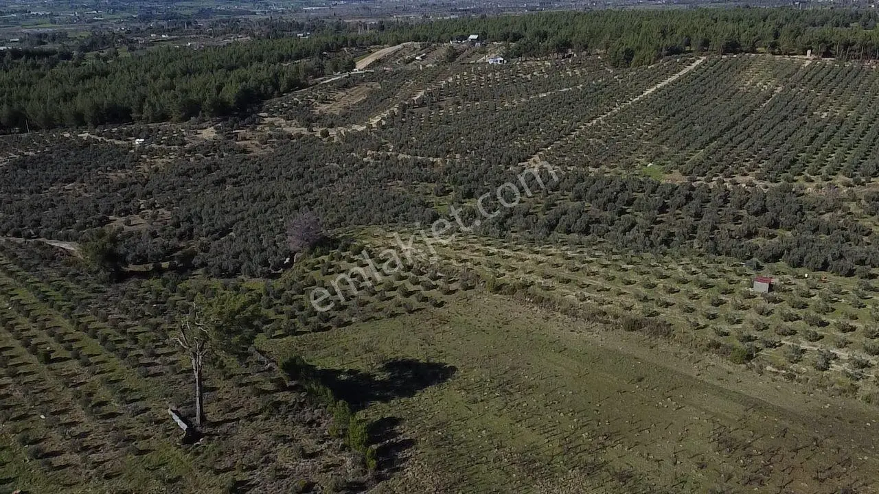 Muğla Seydikemer Kayadibinde Satılık 14 Dönüm Zeytinlik - Görsel 4