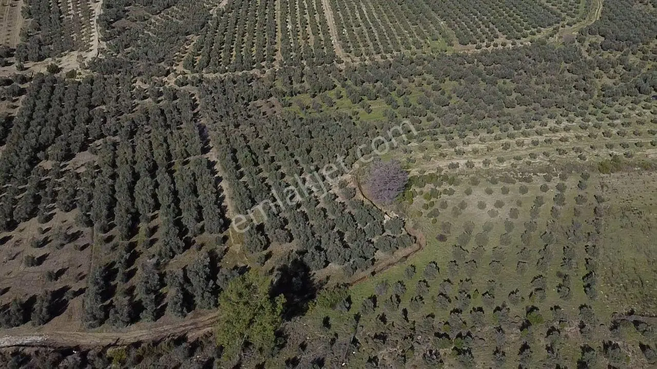 Muğla Seydikemer Kayadibinde Satılık 14 Dönüm Zeytinlik