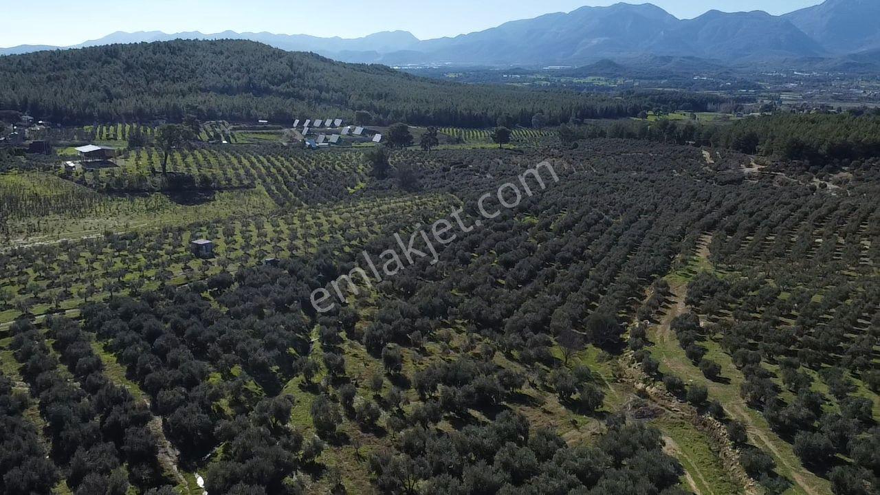 Muğla Seydikemer Kayadibinde Satılık 14 Dönüm Zeytinlik - Görsel 8