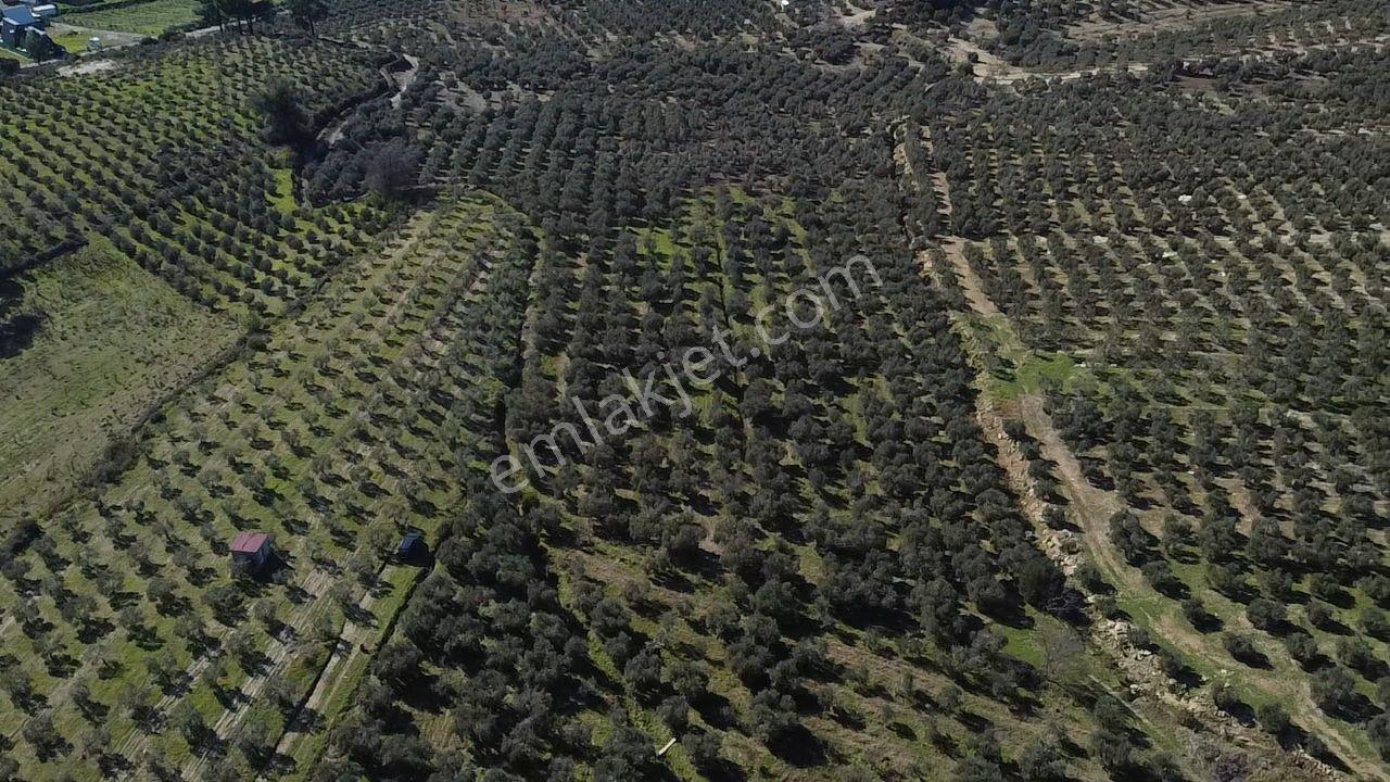 Muğla Seydikemer Kayadibinde Satılık 14 Dönüm Zeytinlik - Görsel 27