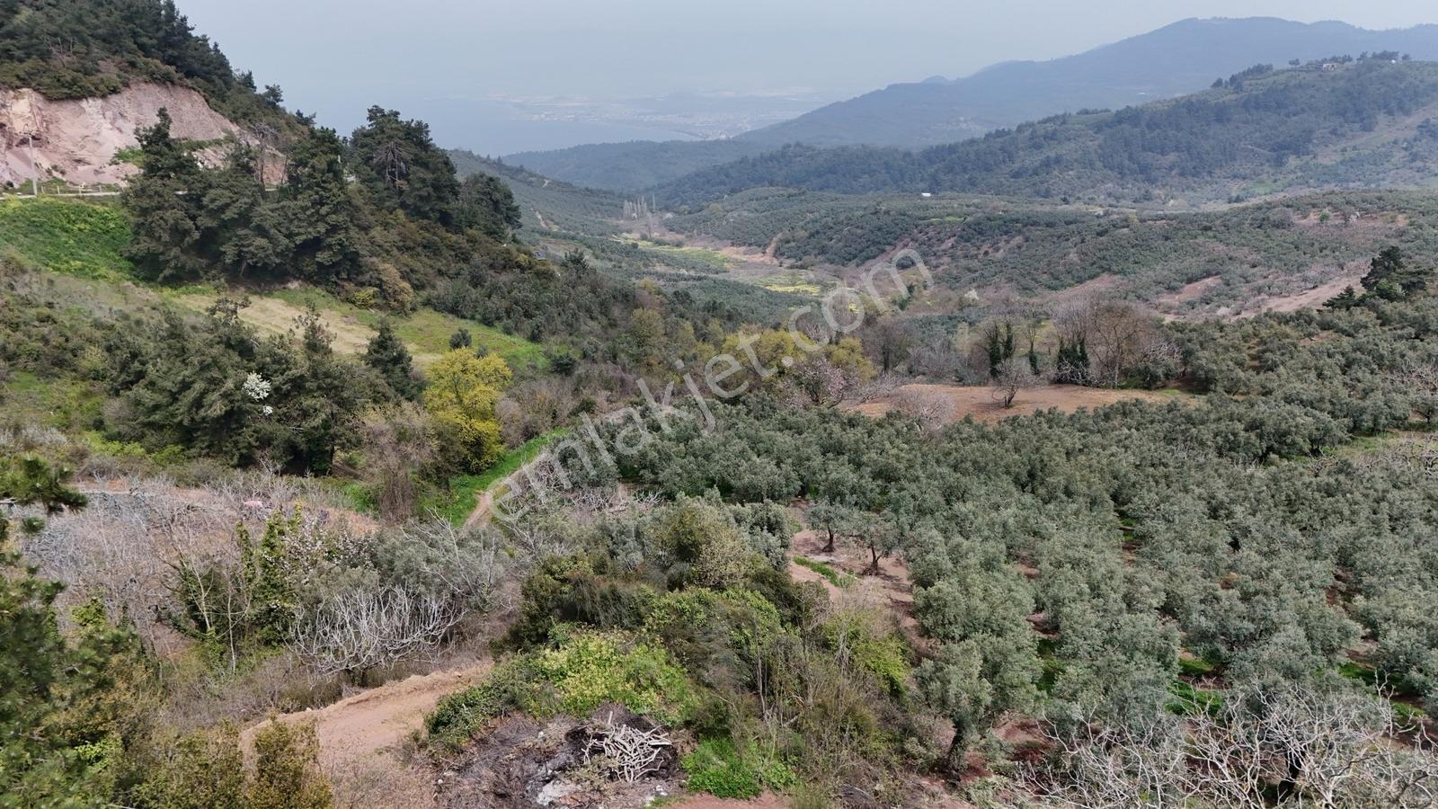 Profasor *da Gündoğdu Deniz Manzaralı Zeytinlik Kadastro Yol Var - Görsel 2