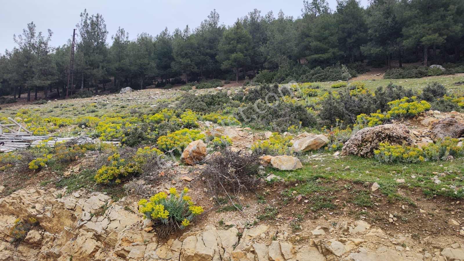 Bucak Sanayi Mahallesinde Ormana Sıfır İmarlı Arsa - Görsel 2