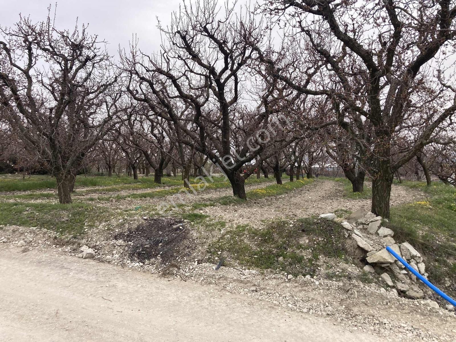 Korkuteli Sülekler Merkezde Satılık Hazır Meyve Ağaçlı Bahçe ! - Görsel 3